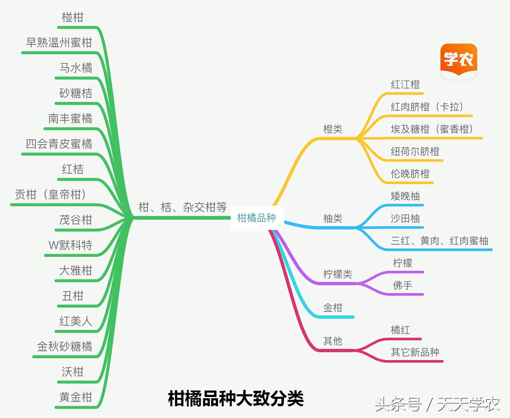 柑橘五大品种的特点和优势,柑橘品种介绍视频