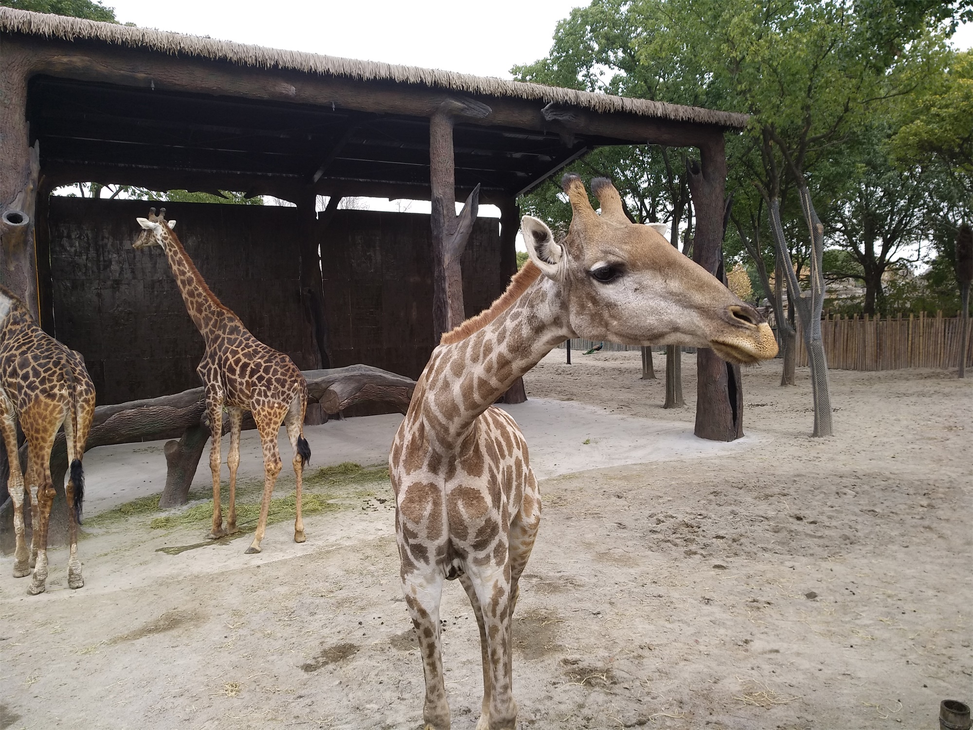 上海野生动物园一日游大概多久,上海野生动物园一日游日记三年级