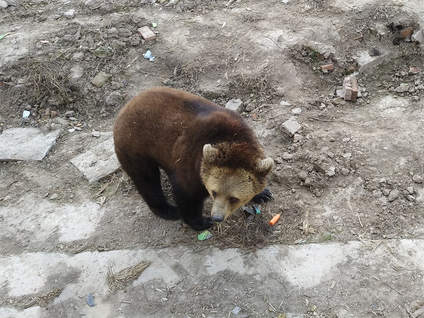 上海野生动物园一日游大概多久,上海野生动物园一日游日记三年级