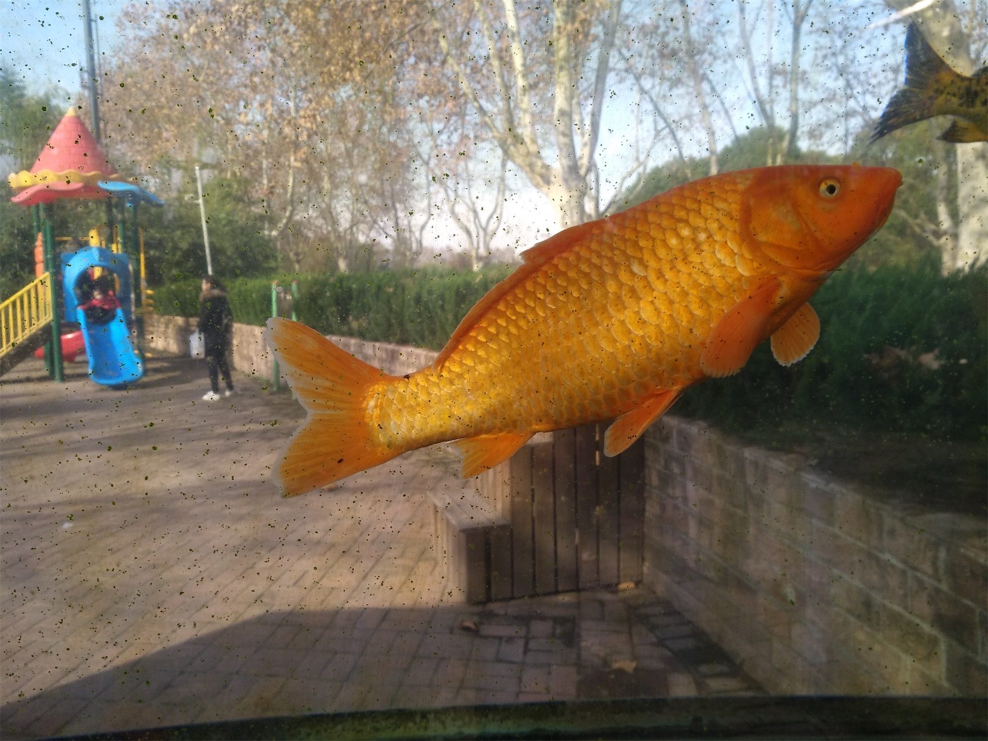 上海野生动物园一日游大概多久,上海野生动物园一日游日记三年级
