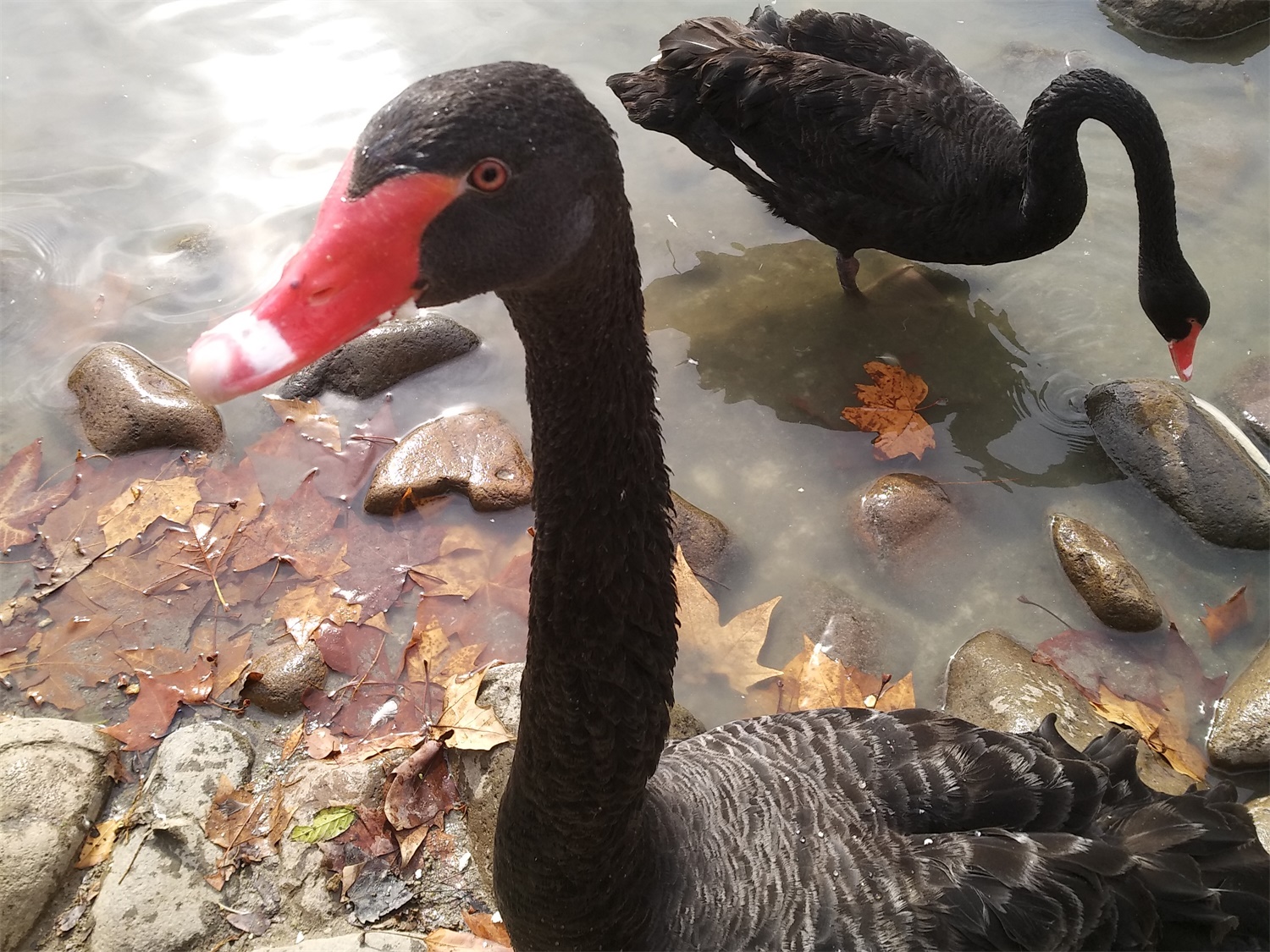 上海野生动物园一日游大概多久,上海野生动物园一日游日记三年级