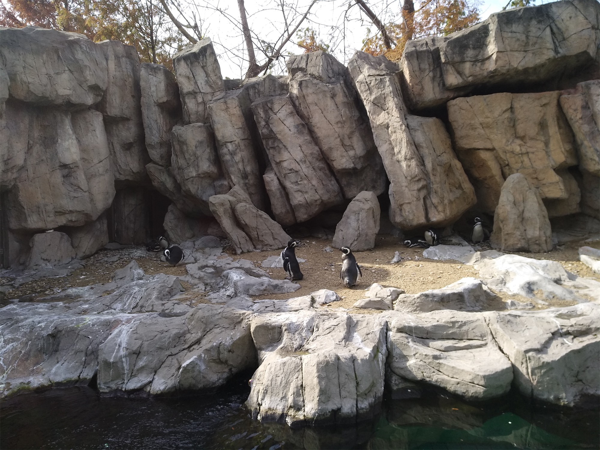 上海野生动物园一日游大概多久,上海野生动物园一日游日记三年级