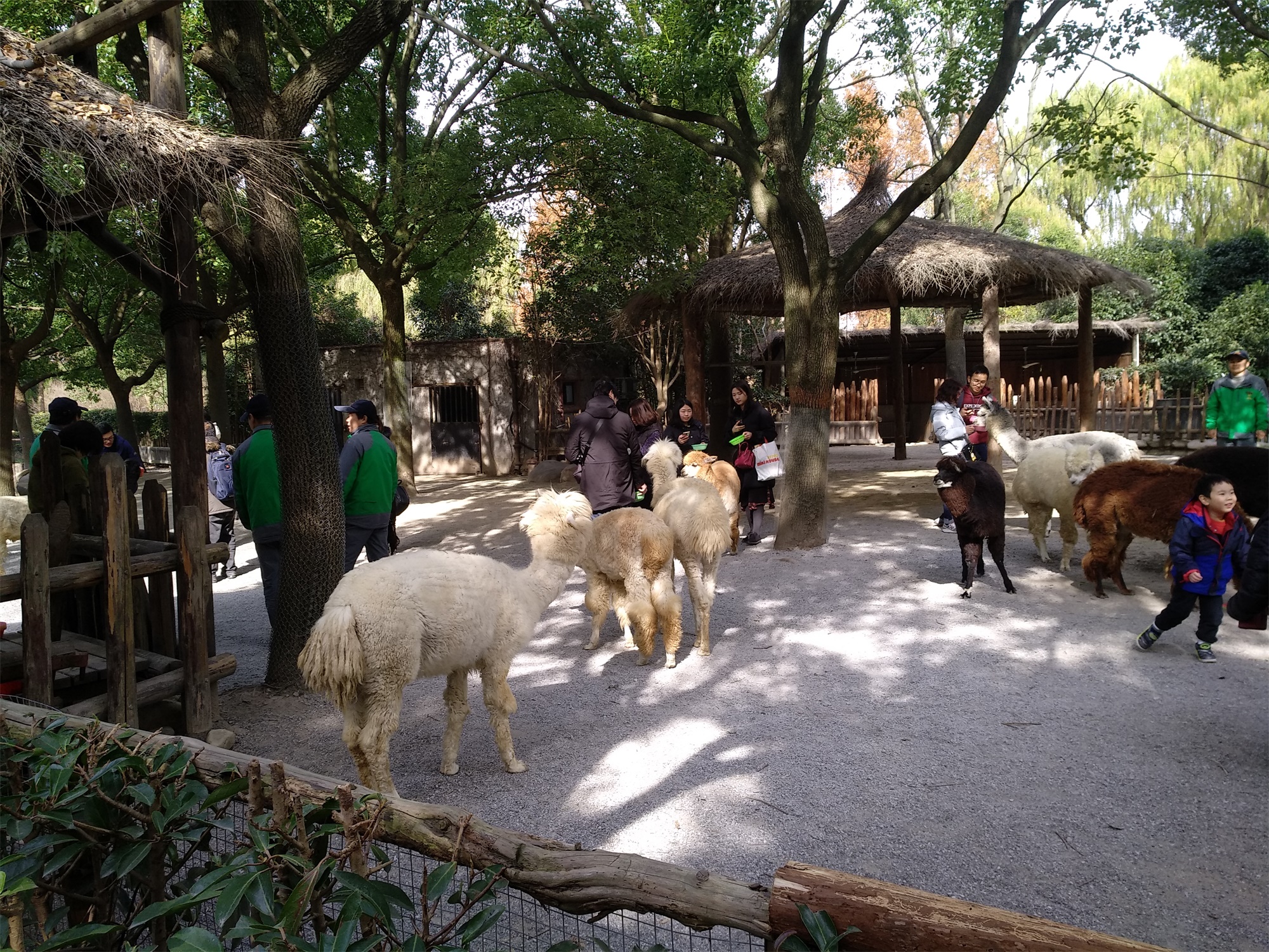 上海野生动物园一日游大概多久,上海野生动物园一日游日记三年级