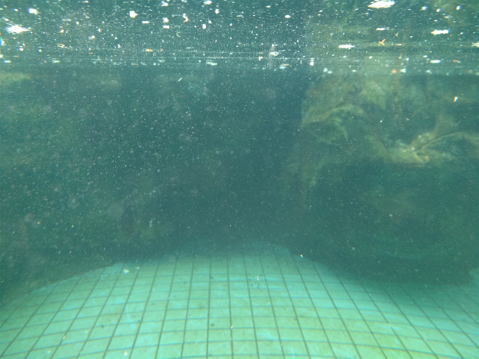 上海野生动物园一日游大概多久,上海野生动物园一日游日记三年级