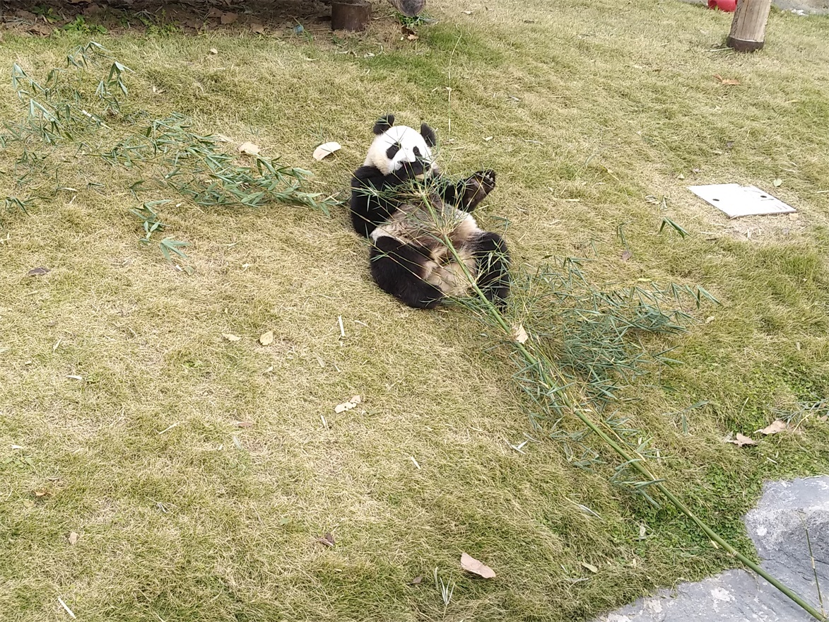 上海野生动物园一日游大概多久,上海野生动物园一日游日记三年级