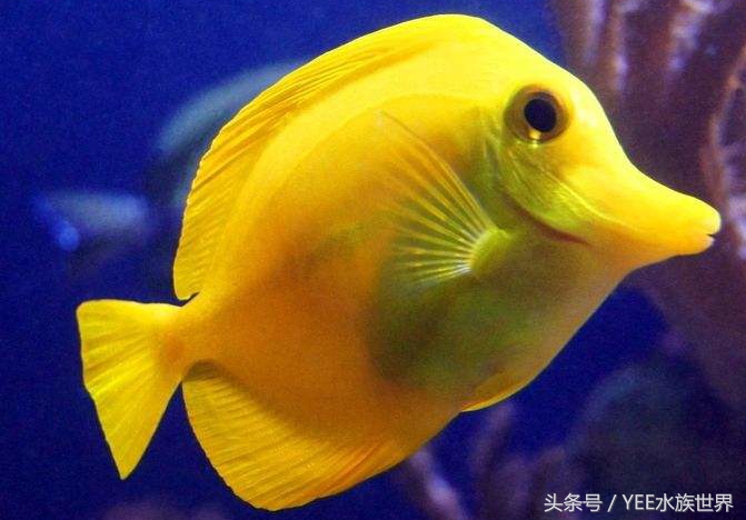 鱼缸生化过滤真的有用吗,鱼缸的生化过滤系统到底有没有用