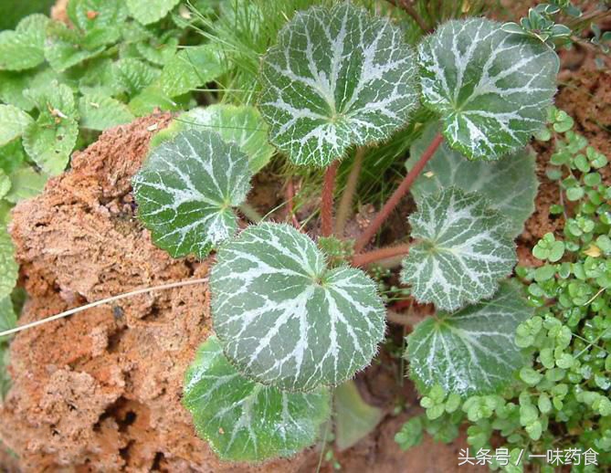 旅行青蛙怎么有更多四叶草,一直养旅行青蛙现在怎么样了