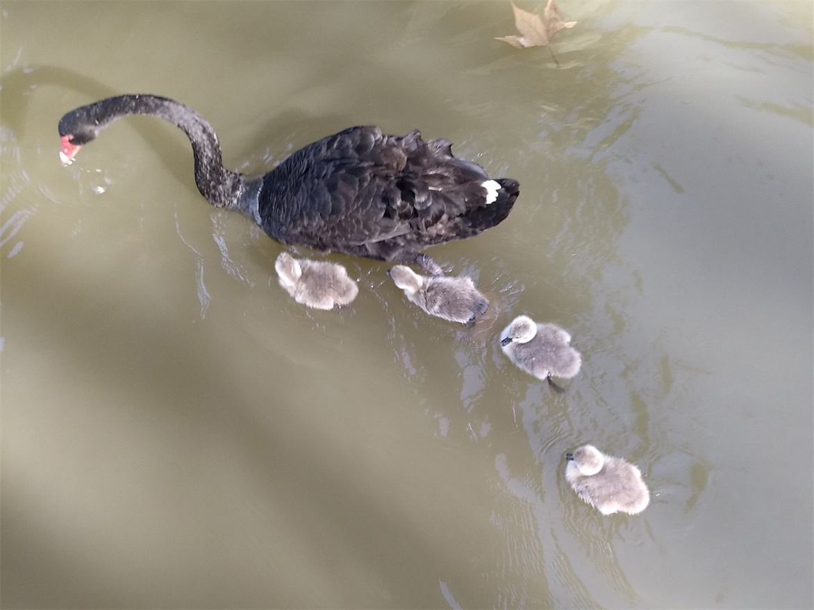 上海野生动物园一日游大概多久,上海野生动物园一日游日记三年级