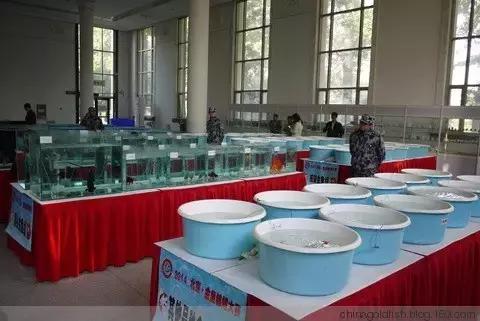 古人夏天如何养鱼,古人养鱼