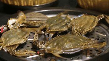 螃蟹冷水下锅还是热水下锅蒸螃蟹,螃蟹冷水下锅还是热水下锅蒸多久