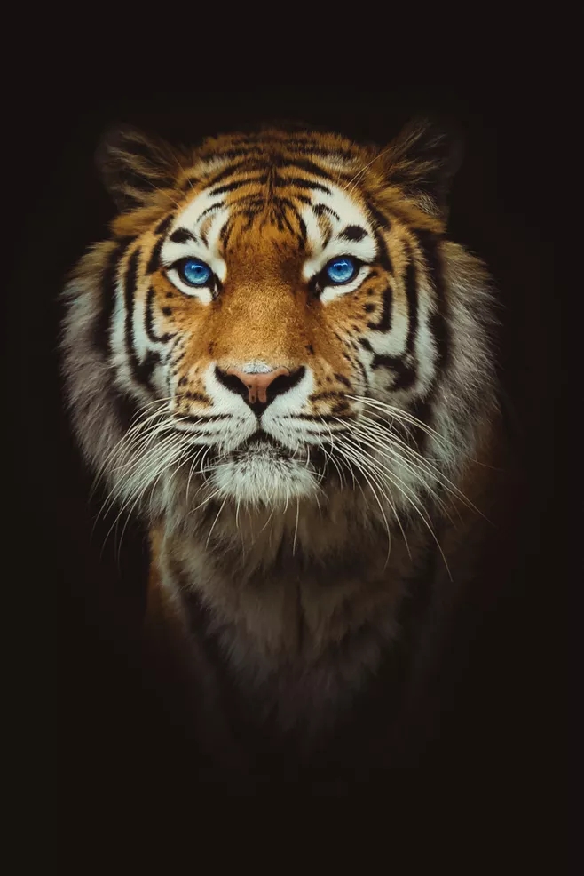 壁纸老虎狮子超霸气超清壁纸,大象老虎狮子谁才是百兽之王