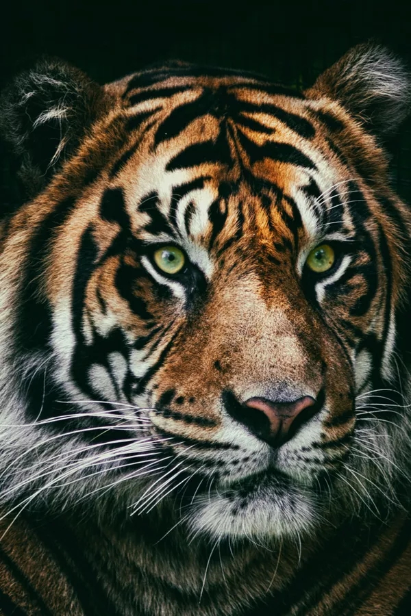 壁纸老虎狮子超霸气超清壁纸,大象老虎狮子谁才是百兽之王