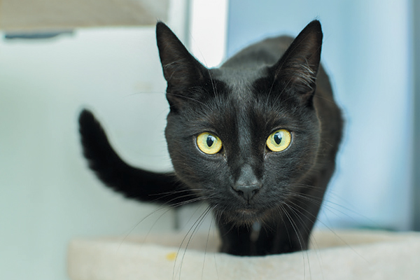 教你看懂猫的行为,如何读懂猫的叫声语言