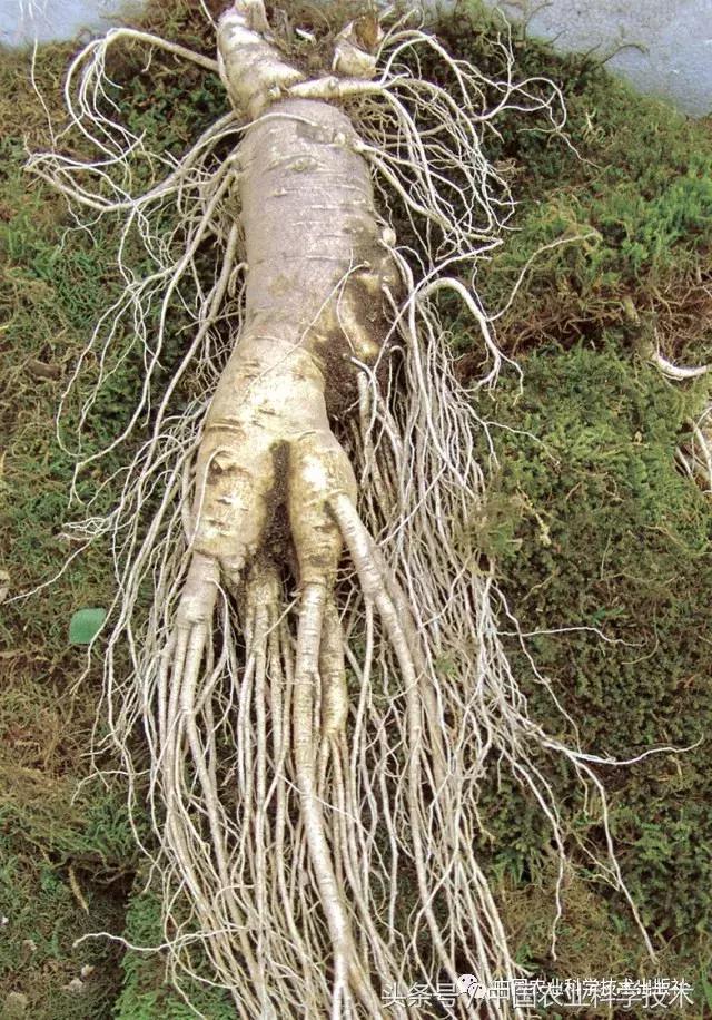 中国农产品地理标志丛书,农产品的地理标志书