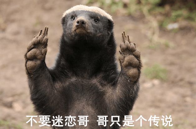 平头哥蜜獾经典事迹,平头哥蜜獾一生在干什么