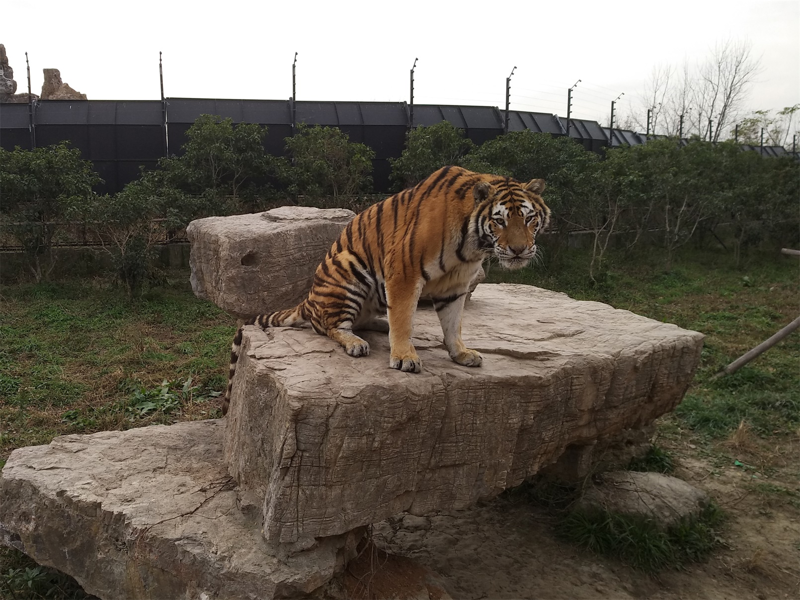 上海野生动物园一日游大概多久,上海野生动物园一日游日记三年级