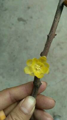 素心腊梅和檀香腊梅哪个比较香,怎么分辨正宗素心腊梅