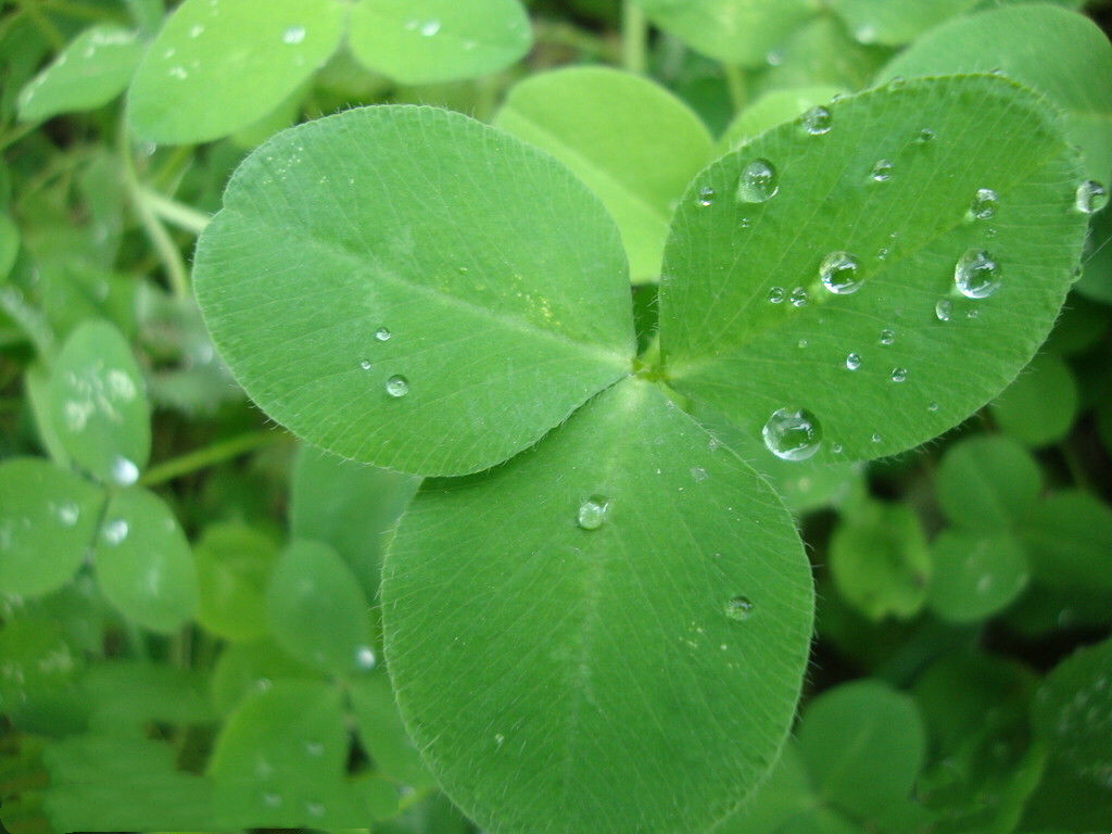 娃儿子不着家娘亲学了种三叶草攻略