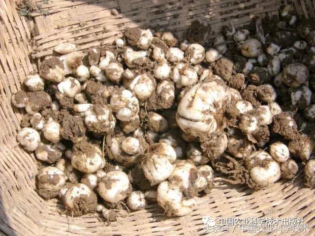 中国农产品地理标志丛书,农产品的地理标志书