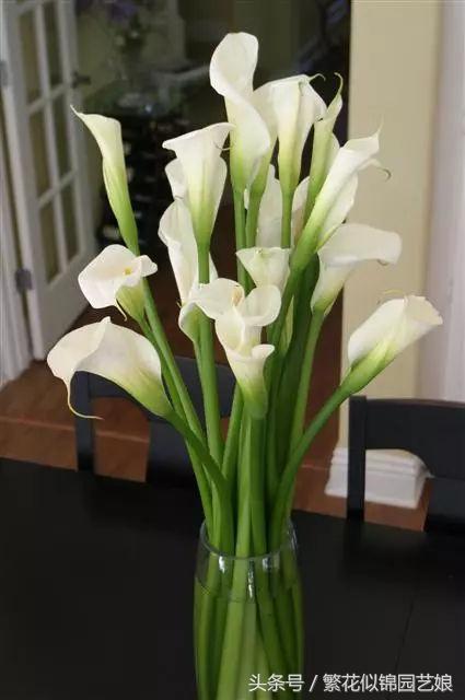 马蹄莲也是特别漂亮的盆栽花卉,马蹄莲切花的养殖方法