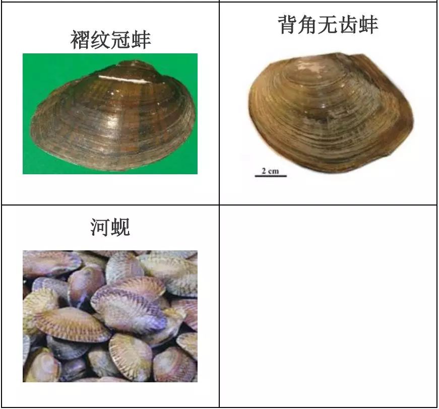 水产品种类及图片,常见的淡水鱼你认识多少