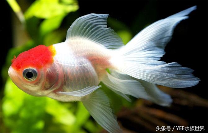 鱼缸生化过滤真的有用吗,鱼缸的生化过滤系统到底有没有用