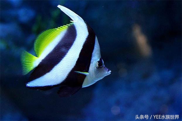 鱼缸生化过滤真的有用吗,鱼缸的生化过滤系统到底有没有用