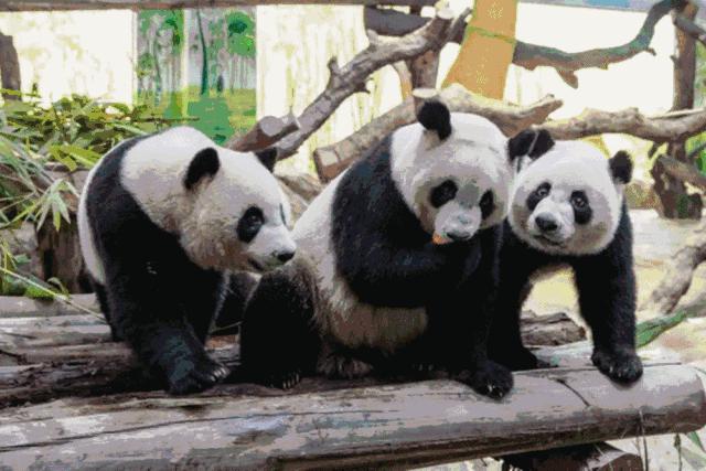 现在去广州长隆度假区旅游攻略,史上最全广州长隆度假区旅游攻略