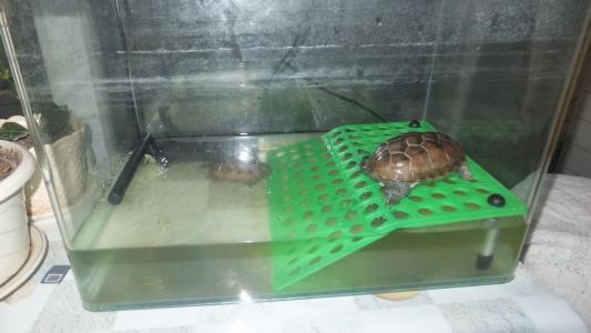 巴西龟草龟哪个容易养,巴西龟好养一点还是草龟好养一点