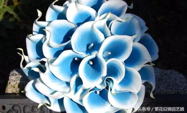 马蹄莲也是特别漂亮的盆栽花卉,马蹄莲切花的养殖方法