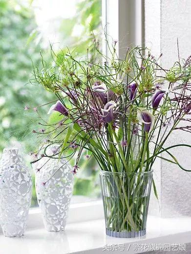 马蹄莲也是特别漂亮的盆栽花卉,马蹄莲切花的养殖方法