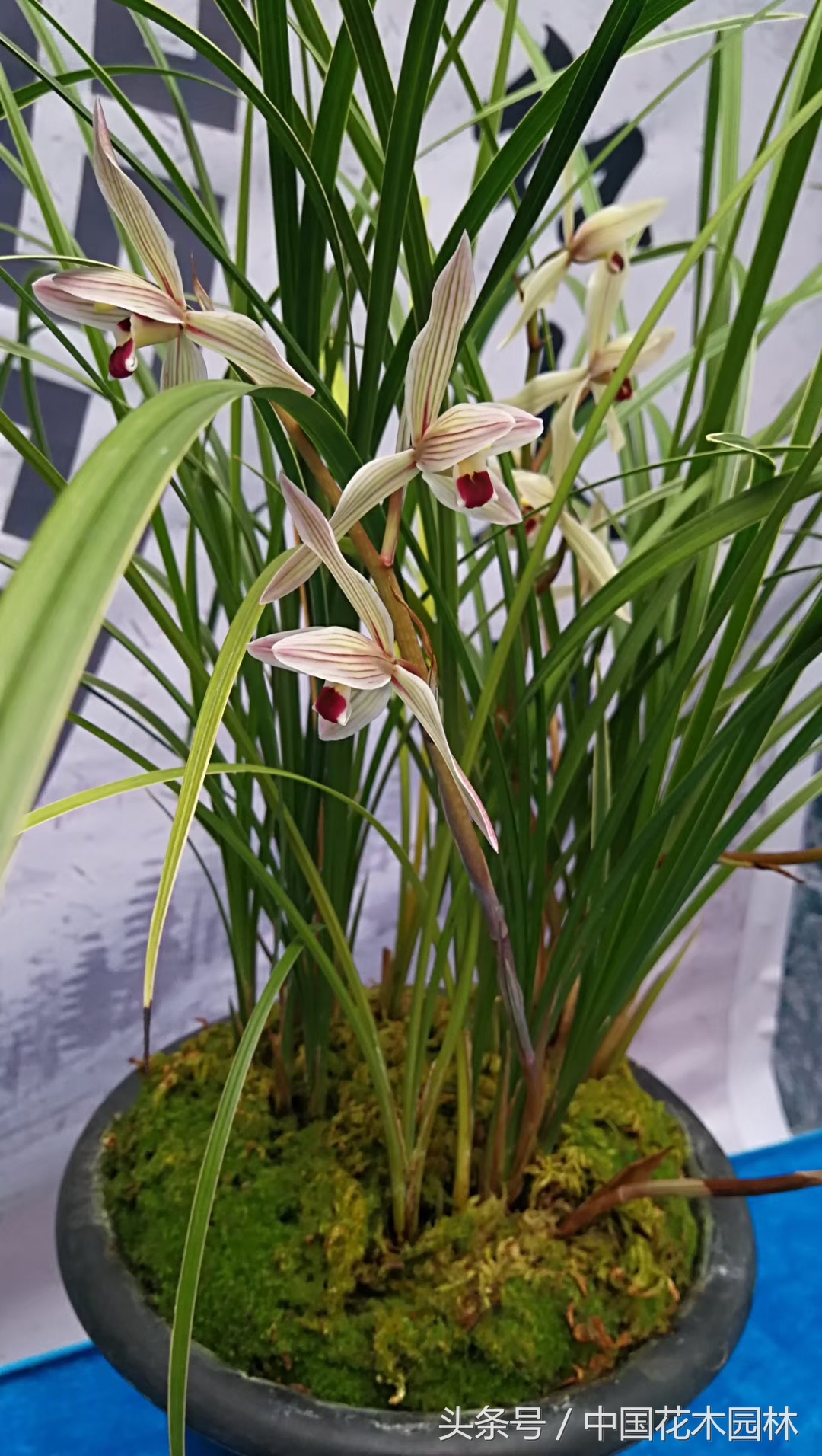 保山兰展获奖兰花图片,保山兰展特金奖兰花图片