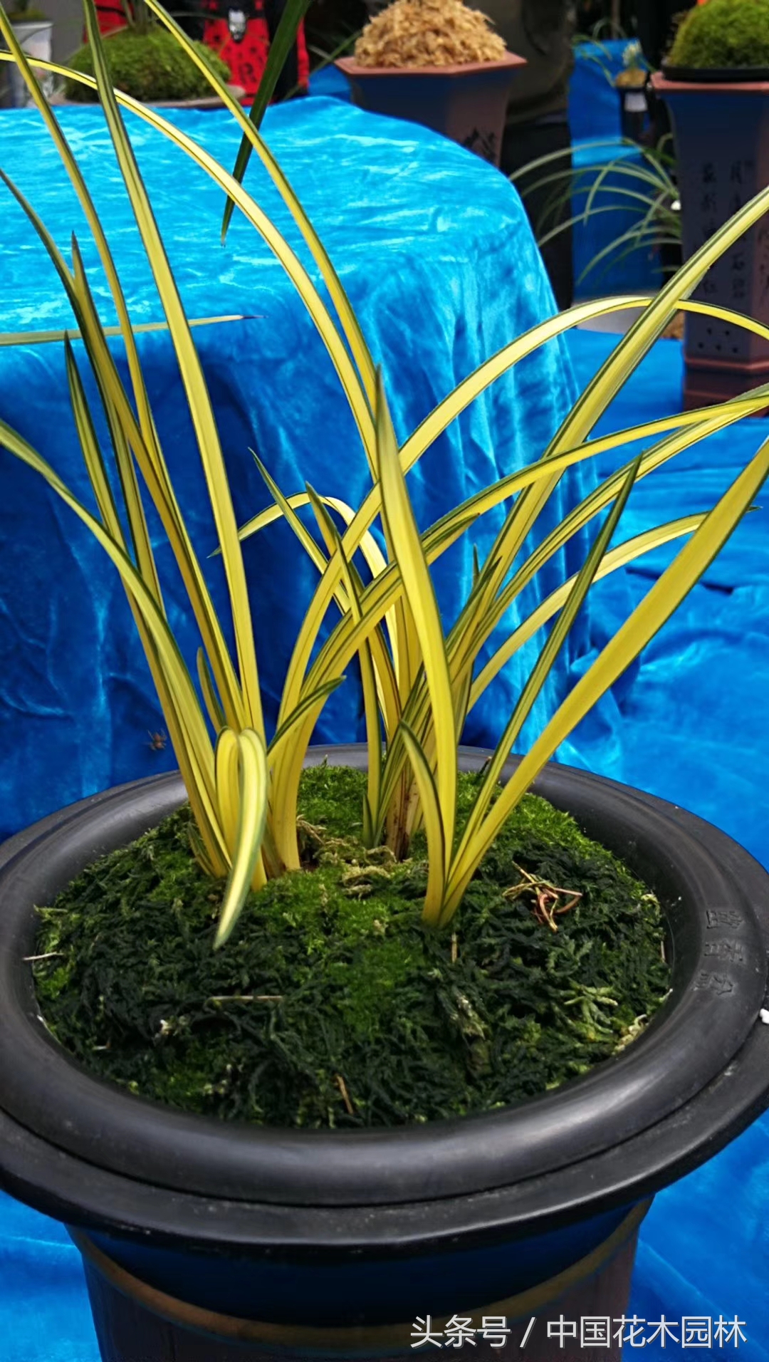 保山兰展获奖兰花图片,保山兰展特金奖兰花图片