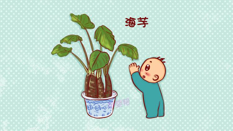 孩子误食玉树叶子怎么办,小朋友误食有毒的植物