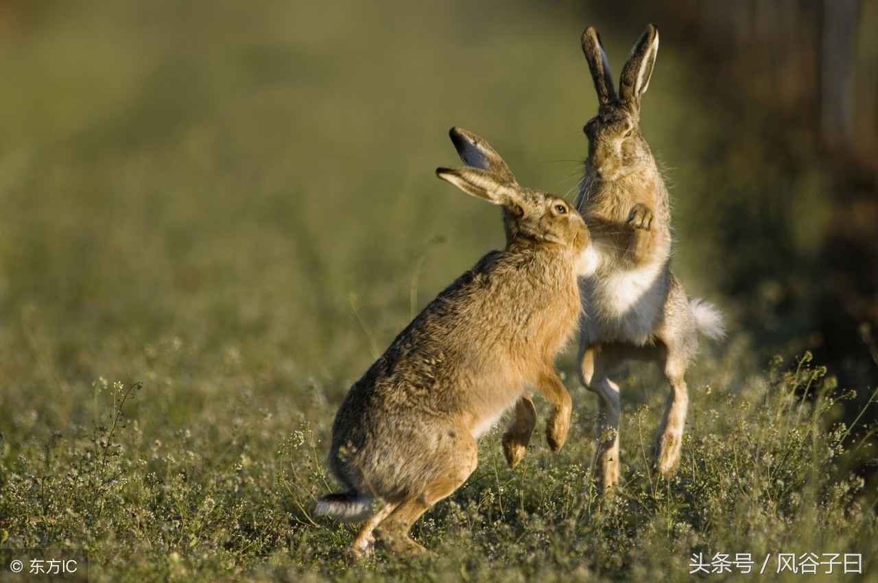 1987年属兔人2024年财运如何,1987年属兔人2024创业全年运势