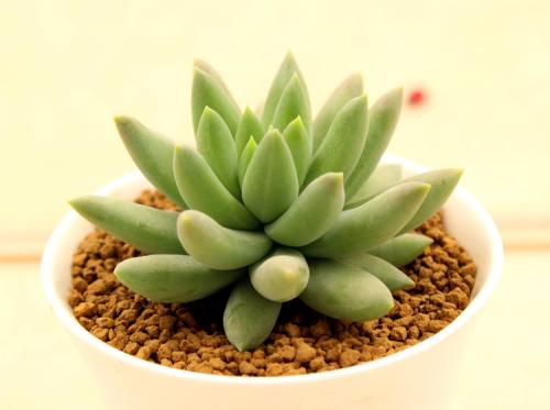 怎样养多肉植物吸甲醛,多肉植物可以吸附甲醛