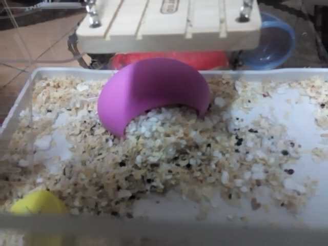 买仓鼠自己要注意什么,买仓鼠前要注意什么细节