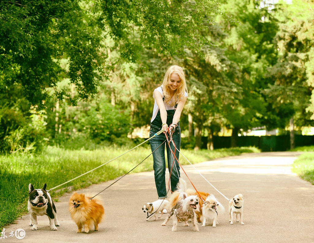 狗一般都花多少钱,买狗狗到底要花多少钱