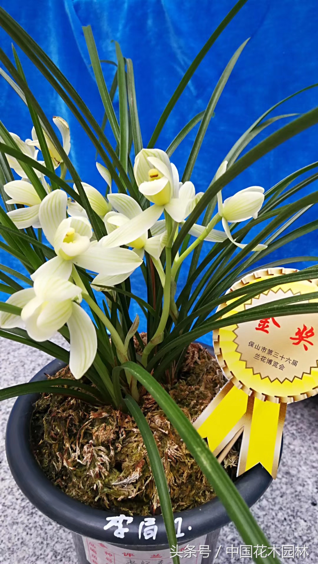 保山兰展获奖兰花图片,保山兰展特金奖兰花图片