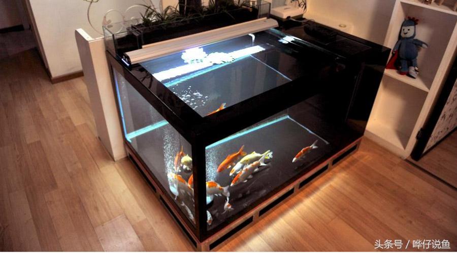 下班到家喂鱼,下班回家喂龙鱼