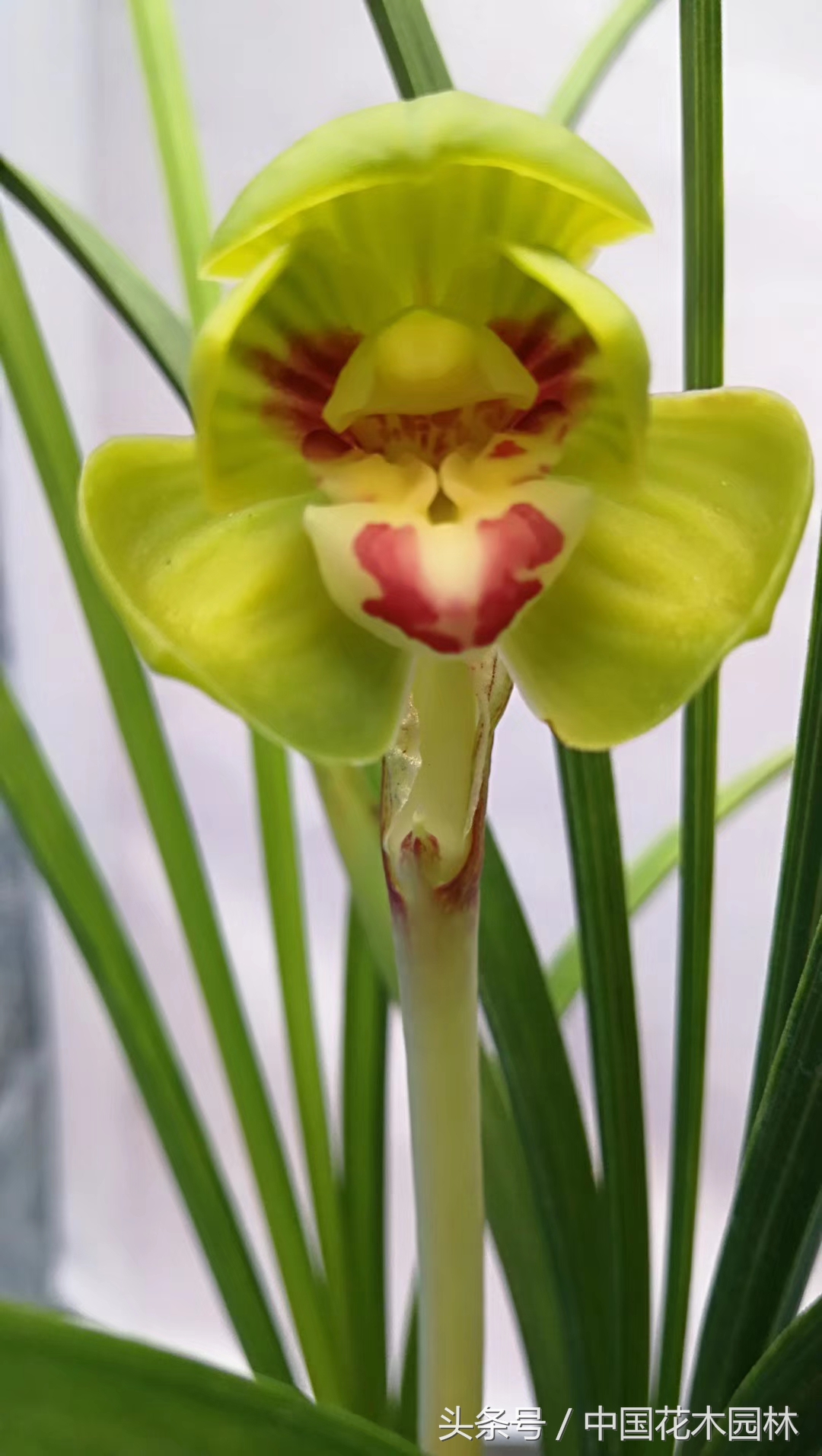 保山兰展获奖兰花图片,保山兰展特金奖兰花图片