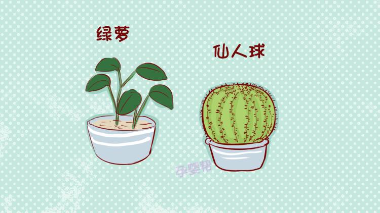 孩子误食玉树叶子怎么办,小朋友误食有毒的植物