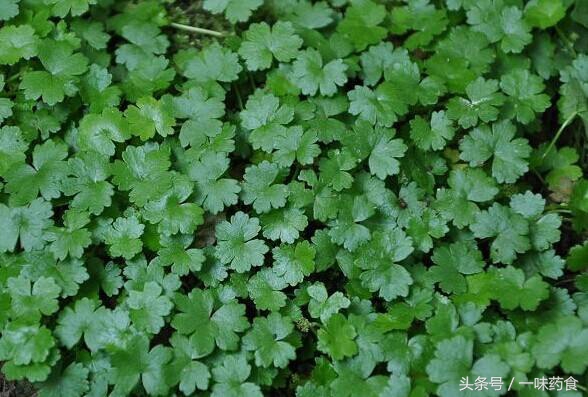 旅行青蛙怎么有更多四叶草,一直养旅行青蛙现在怎么样了