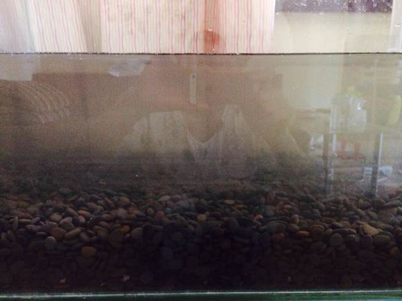 垃圾桶改装鱼池过滤,垃圾桶沼泽过滤教程