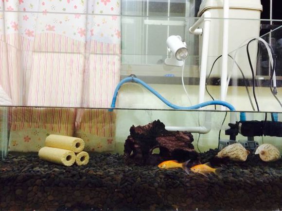 垃圾桶改装鱼池过滤,垃圾桶沼泽过滤教程