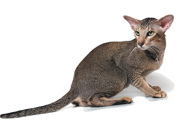 教你看懂猫的行为,如何读懂猫的叫声语言