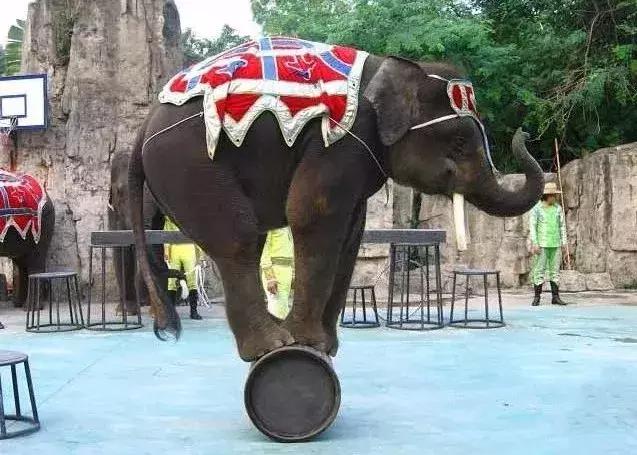 现在去广州长隆度假区旅游攻略,史上最全广州长隆度假区旅游攻略