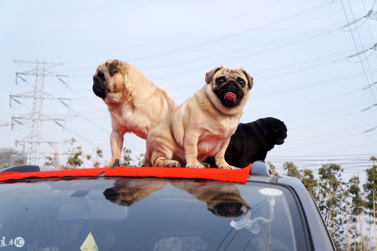 狗一般都花多少钱,买狗狗到底要花多少钱