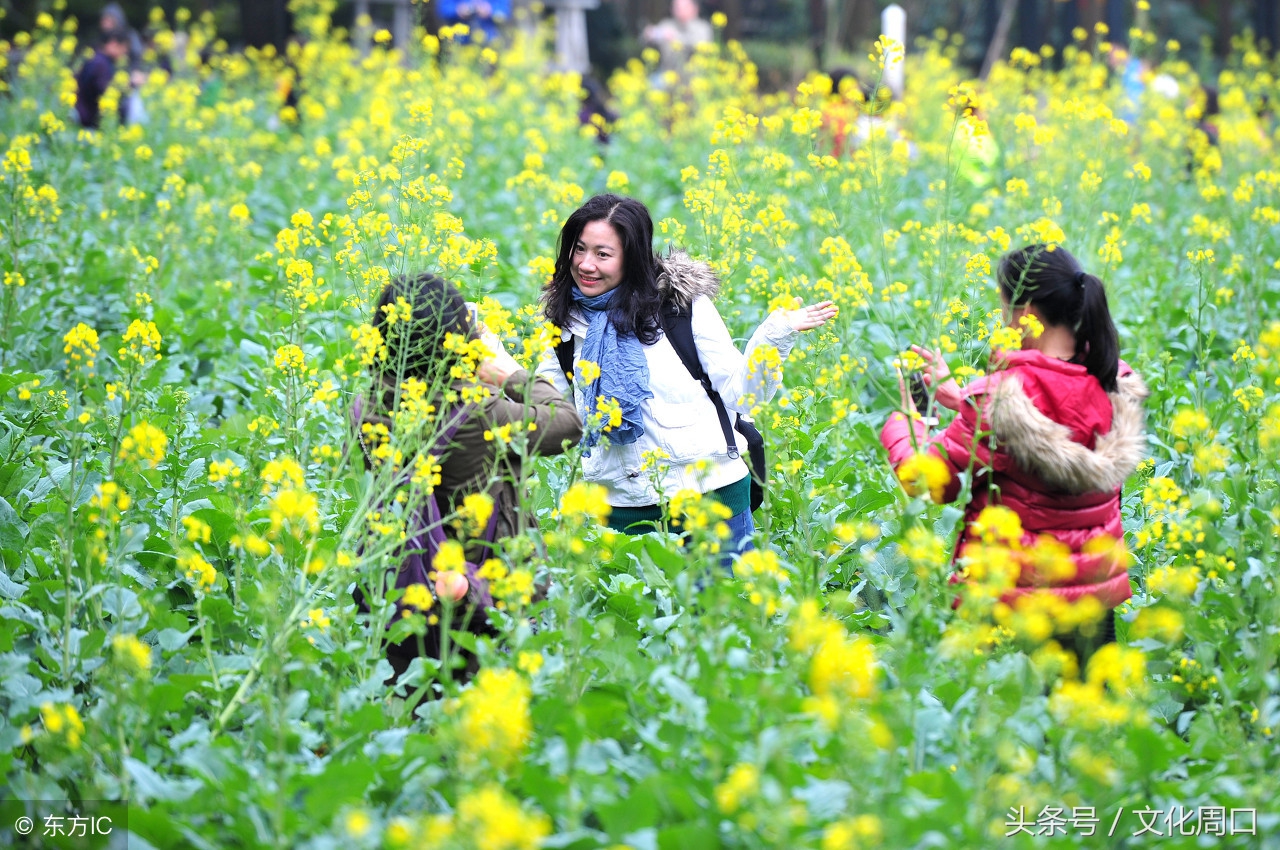 文化周口｜河南周口淮阳县曹河乡
