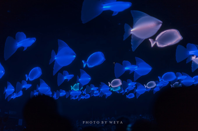 面面旅拍—诉不完千古泪，道不停三亚情，这个冬天我们掌心有太阳